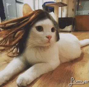 cat hair gifs tenor