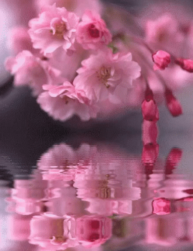 cherry blossom petals gif
