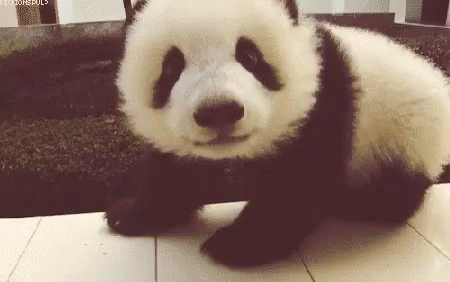 Panda GIF - Panda Adorable Cute - Descubre & Comparte GIFs