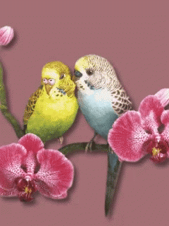 Lovebirds Gifs Tenor