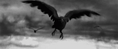 Cuervo GIF - Cuervo Cuervos - Descubre & Comparte GIFs