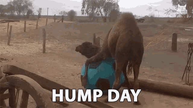 Happy Hump Day Gif Tenor / Latest and popular happy hump day gifs on prim.....