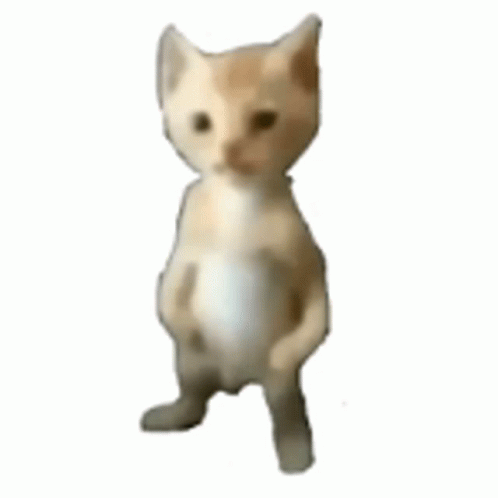 Cat Standing Meme Pfp