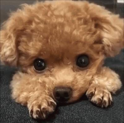 cute baby puppies gif Cute puppy gif 14 » gif images download ...
