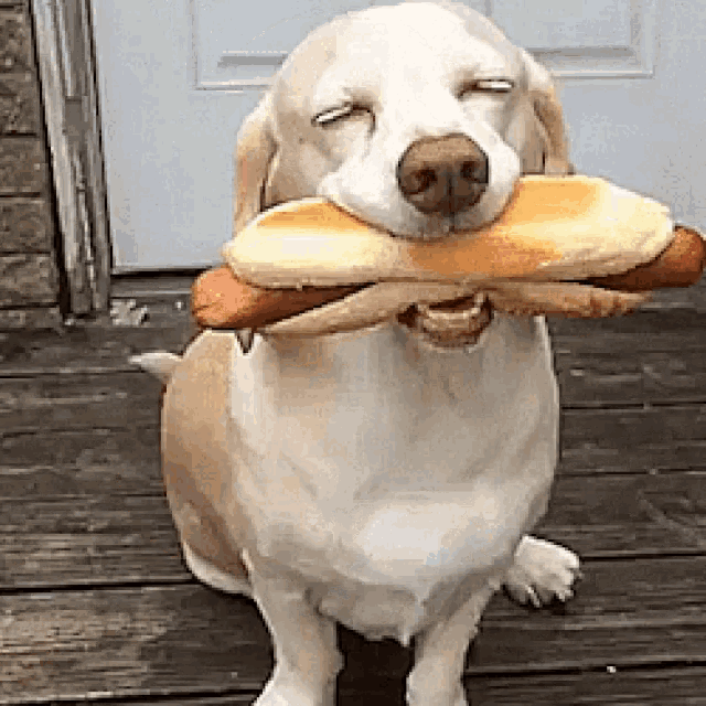 Dog Smile Hot Dogs GIF DogSmile HotDogs Hamburger Discover & Share GIFs