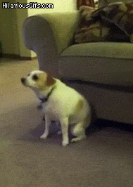 For More Funnies ——-> Follow Me. GIF - Funny Dog Dancing - Discover