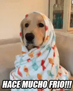 Resultado de imagen para perro asustado gif
