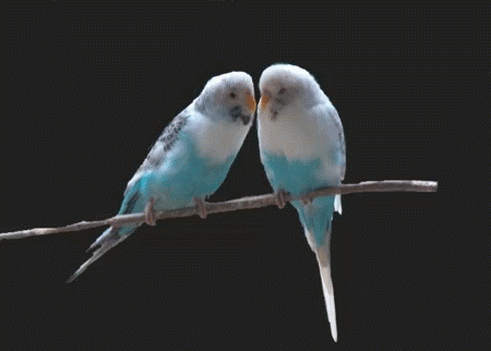 Love Birds Kissing Gifs Tenor Love Birds Kissing Gifs Tenor