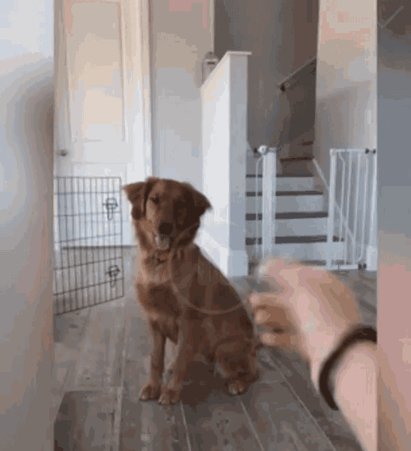Excited Dog GIF - Excited Dog Happy - Discover & Share GIFs