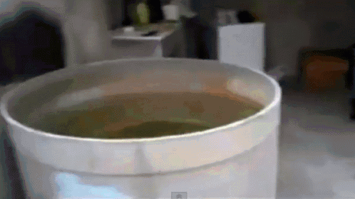 funny cat falling in water over and over again gif cat water