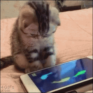 IPhone Cat Playing With IPhone 12 GIF - IPhone CatPlayingWithIphone Kitty GIFs