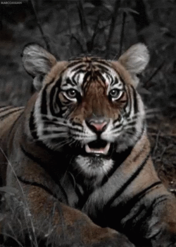 Tiger Roar GIFs | Tenor