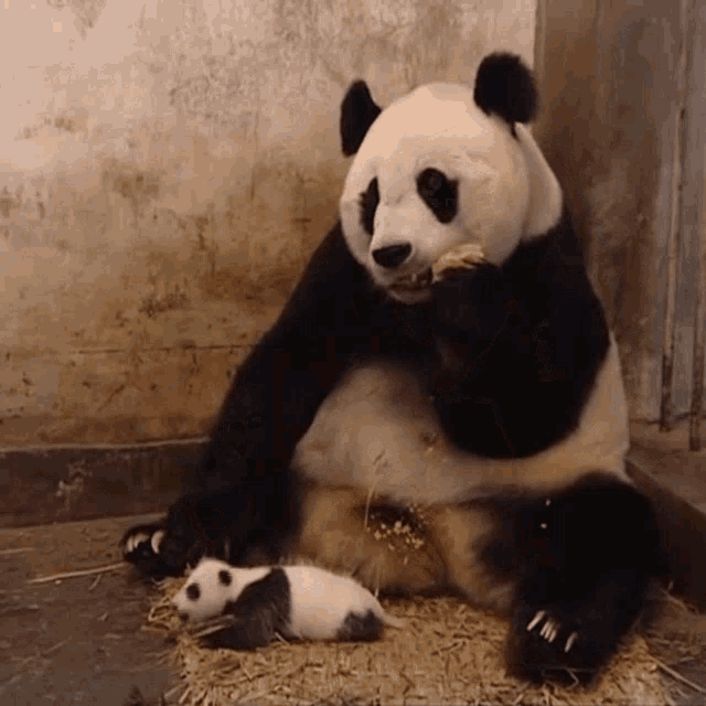 Sneezing Panda GIF Sneezing Panda Sneeze Discover & Share GIFs