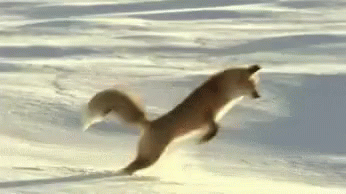funny, gifs, video, comedy, humor, hilarious, animals, wildlife, dogs, cats, pets