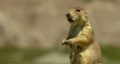 marmota sleeping