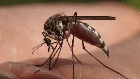Image result for zika virus gif