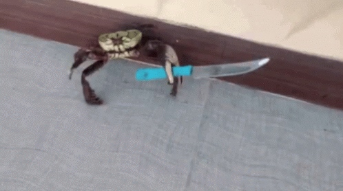 Crab Knife GIF - Crab Knife Fight - Discover & Share GIFs