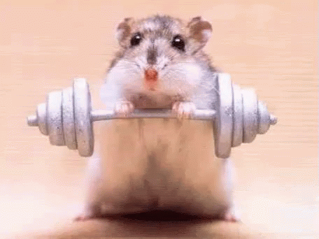 Out GIF - Hamster Workout Gym 