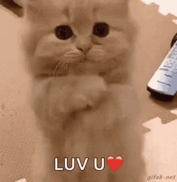 Cute Kitty I Love You Gifs Tenor Cute Kitty I Love You Gifs Tenor