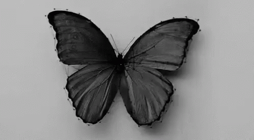 Butterfly into Flower