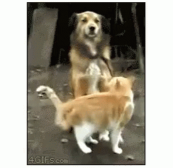 Cat Attacks Dog Gifs Tenor