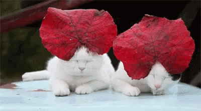 Royal Cats GIF - Royal Cats Kitten - Discover & Share GIFs
