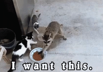 Raccoon Stealing GIF - Raccoon Stealing IWantThis - Discover & Share GIFs