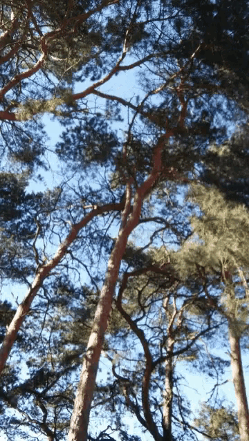 looking up at a tree with a blue sky