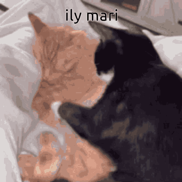 two cats laying on a bed with the words ily mari written above them