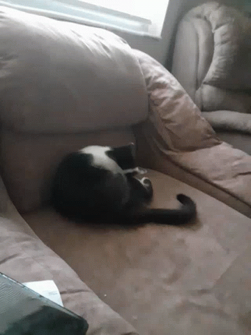 Cat Lying Down GIF - Cat Lying Down Chilling GIFs