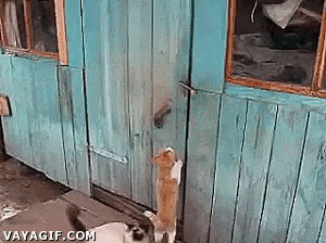 Code Of The Streets GIF - Cat Smart Unlock GIFs