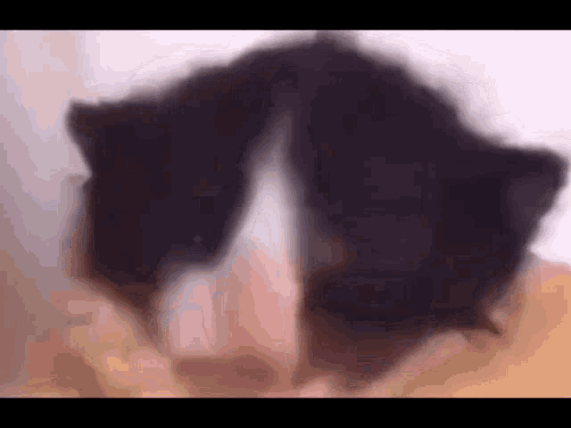 two black cats are sitting next to each other on a table .