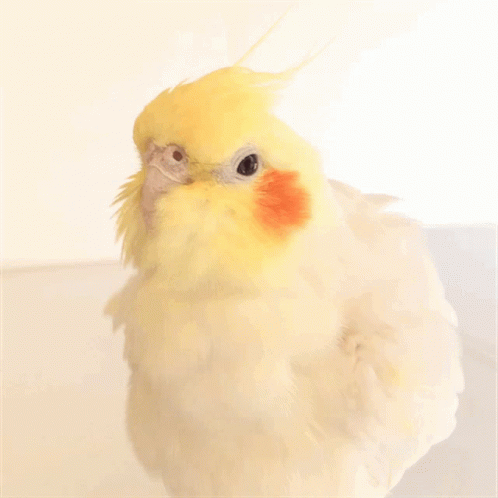 Fluffy Cockatiel GIF - Fluffy Cockatiel Bird GIFs