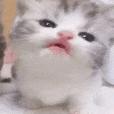 a close up of a kitten with its tongue out and a pink nose .