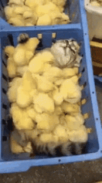 a blue crate filled with yellow ducklings and a cat