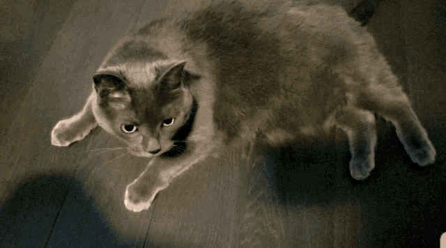 Wheezy Cat GIF - Wheezy Cat Flop GIFs