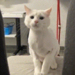 a white cat standing in a room with a blue bucket on a shelf