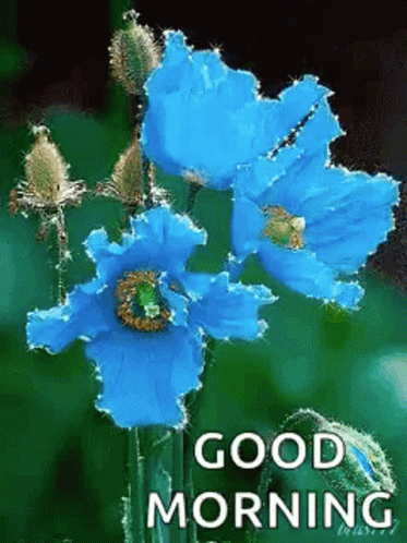 Flowers Sparkling GIF - Flowers Sparkling Blue GIFs