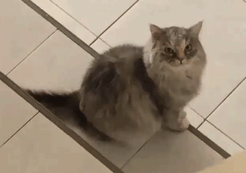Cat Stare GIF - Cat Stare Wink GIFs