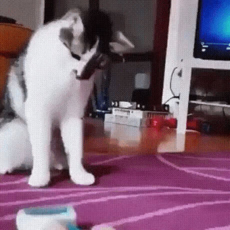 Cat Scaredy Cat GIF - Cat Scaredy Cat Ran Away GIFs