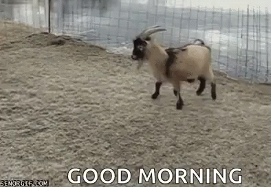 Goat Having Fun GIF - Goat Having Fun Ice GIFs