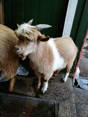 Hair Dont Care GIF - Hair Dont Care Goat GIFs