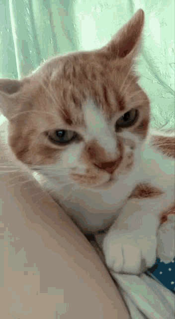 Felix Angry GIF - Felix Angry Obese GIFs