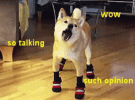 a dog wearing a pair of red and white socks and boots