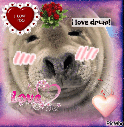 a seal says i love you and i love drum