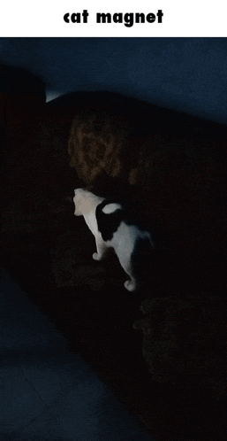 a cat magnet is being held by a person