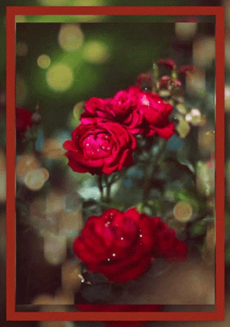 a card that says have an amazing wednesday with red roses