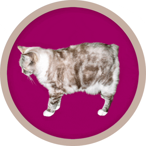 a cat is standing in a circle with a purple background