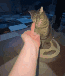 Cat Angry Cat GIF - Cat Angry Cat Flip Off GIFs