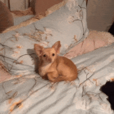 a small dog laying on a bed with a floral blanket